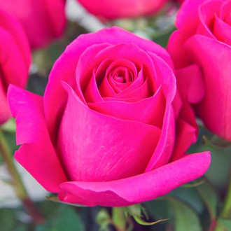 Róża wielkokwiatowa Różowa interface.image 2