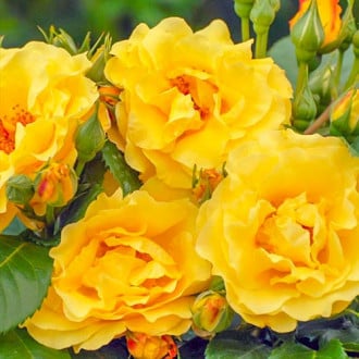 Róża wielkokwiatowa Sunshine Happy Trails® interface.image 4