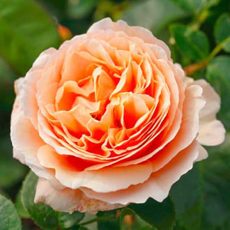 Róża wielkokwiatowa Tropicana® interface.image 6