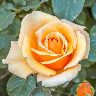 Róża wielkokwiatowa Valencia® interface.image 3