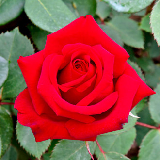 Róża wielkokwiatowa Valentino® interface.image 5