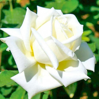Róża wielkokwiatowa Vanilla interface.image 1