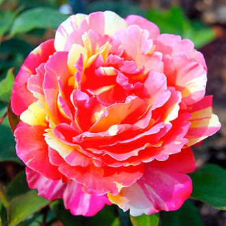 Róża wielkokwiatowa Variegata di Barni® interface.image 1