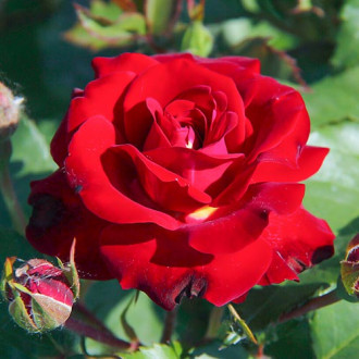 Róża wielkokwiatowa Velvet Alibi® interface.image 4