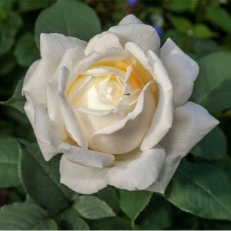 Róża wielkokwiatowa Virgo interface.image 6
