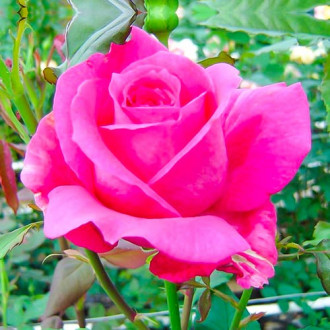 Róża wielkokwiatowa Wanda Ferragamo® interface.image 6