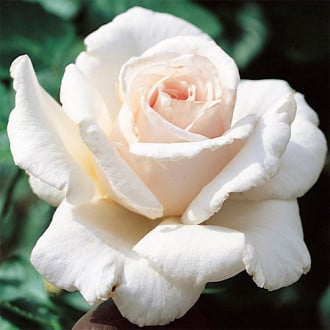 Róża bukietowa White Cover interface.image 4