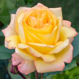 Róża wielkokwiatowa Yellow Wonder interface.image 1