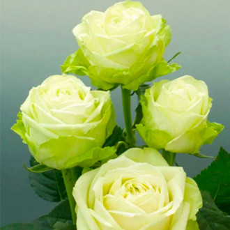 Róża wielkokwiatowa Zielona interface.image 1