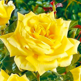 Róża wielkokwiatowa Żółta interface.image 6