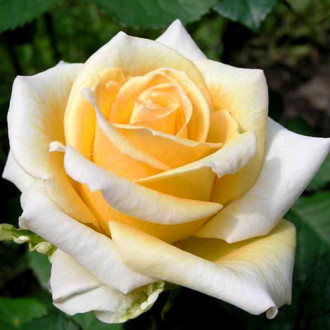 Róża wielkokwiatowa Żółto-Biała interface.image 4