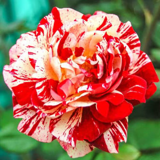 Róża wielkokwiatowa Żółto-Czerwono-Biała interface.image 2