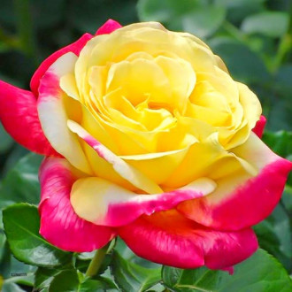 Róża wielkokwiatowa Żółto-Różowa interface.image 4