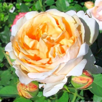 Róża wielokwiatowa Anna Fendi® interface.image 6