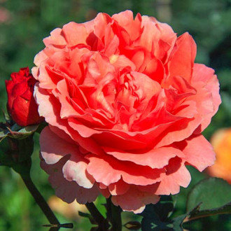 Róża wielokwiatowa Etrusca® interface.image 2
