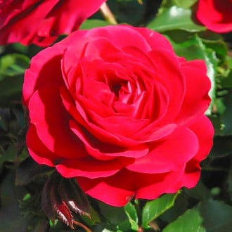 Róża wielokwiatowa Monna Lisa interface.image 3