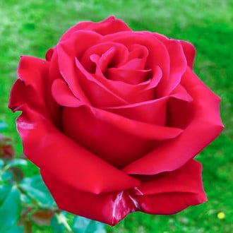 Róża wielokwiatowa Simona interface.image 4