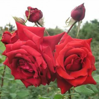 Róża pnąca Anderson interface.image 6