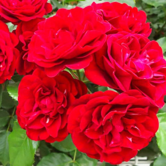 Róża bukietowa Lilli Marleen interface.image 3