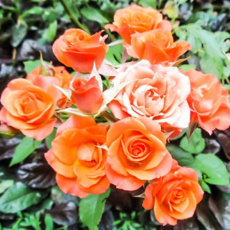 Róże miniaturowe Alegria interface.image 5