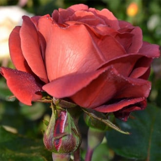 Róża wielkokwiatowa Grandessa interface.image 2