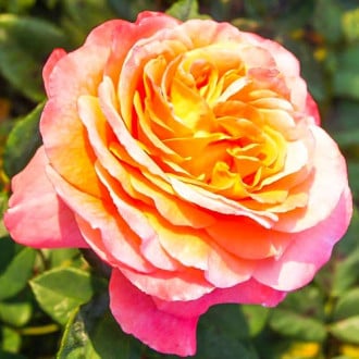 Róża wielkokwiatowa Augusta Luise interface.image 6