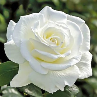 Róża wielkokwiatowa Akita interface.image 5