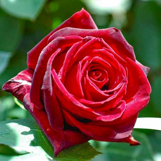 Róża wielkokwiatowa Cygne Noir interface.image 1