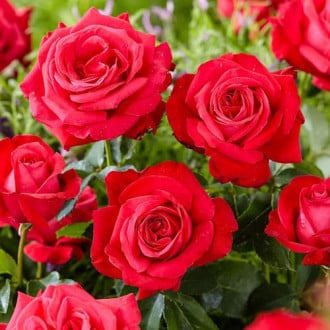 Róża wielkokwiatowa Dama de Coeur interface.image 6