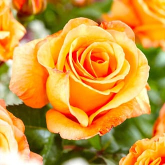 Róża wielkokwiatowa Doris Tysterman interface.image 4