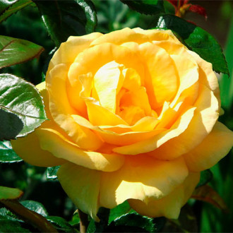 Róża wielkokwiatowa Golden Medalion interface.image 5