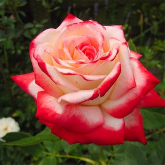 Róża wielkokwiatowa Kaiser Farah interface.image 3