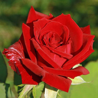 Róża wielkokwiatowa Kardinal interface.image 3