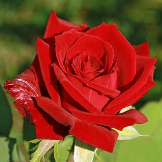 Róża wielkokwiatowa Kardinal interface.image 4