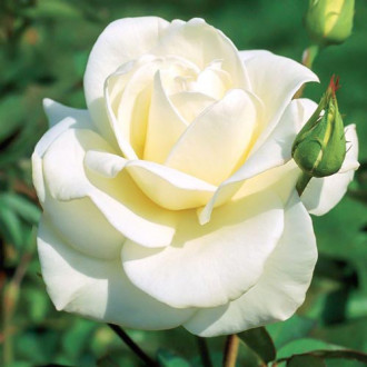 Róża wielkokwiatowa Kennedy interface.image 3