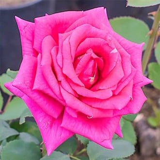 Róża wielkokwiatowa Likardi interface.image 6