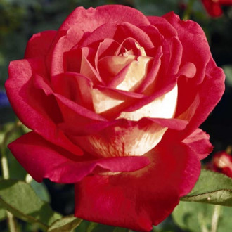 Róża wielkokwiatowa Maidy interface.image 2