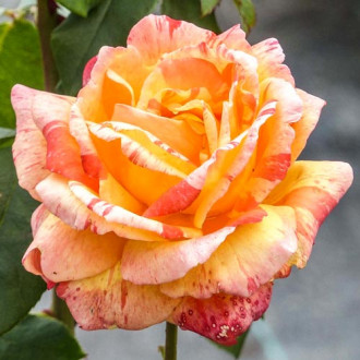Róża wielkokwiatowa Marwelle interface.image 3