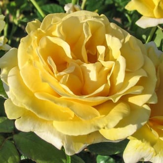 Róża wielkokwiatowa Michel Angelo interface.image 5