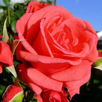Róża wielkokwiatowa Montezuma interface.image 1