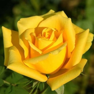 Róża wielkokwiatowa Papillon interface.image 5