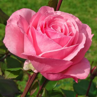 Róża wielkokwiatowa Queen Elizabeth interface.image 1