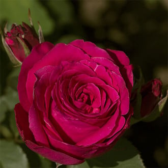 Róża wielkokwiatowa Smooth Velvet interface.image 5