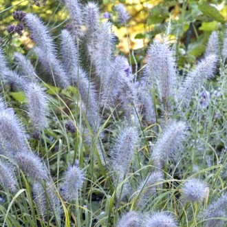 Rozplenica (Pennisetum) Moudry, С3 interface.image 2