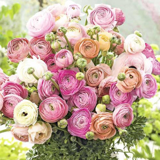 Super oferta! Ranunculus (jaskier) Pastelowy mix interface.image 4