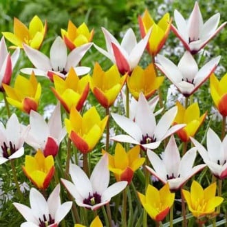 Super oferta! Tulipan botaniczny, zestaw 25 cebul interface.image 2