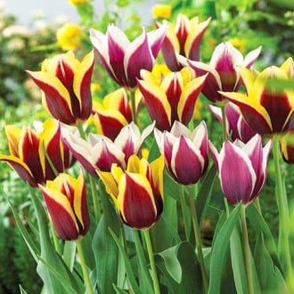 Super oferta! Tulipan Triumph, zestaw 2 odmian interface.image 5