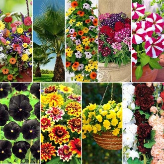 Super Oferta! Zestaw Balkon Kwiatów MIX, 9 opakowań