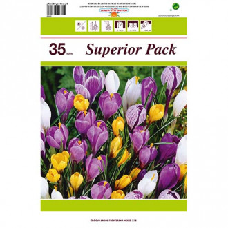 Super oferta! Krokus botaniczny mix kolorów, zestaw 35 cebul interface.image 1
