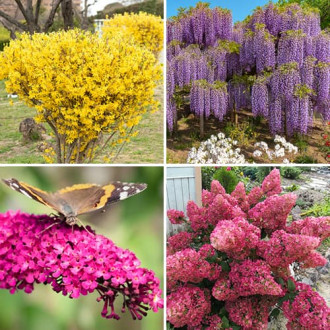 Zestaw krzewów ozdobnych Kolorowy ogród, 4 sadzonki interface.image 4